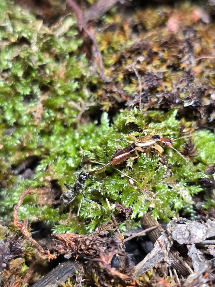 Diacamma rugosum